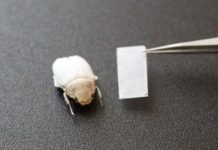 New Materials: Brilliant White without Pigments